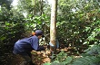 Cân nhắc trồng xen cà phê