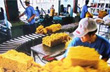 Xuất khẩu cao su tăng về lượng, giảm về giá