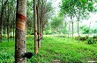 Nông dân cao su Thái Lan xoay sở vượt khó, kiến nghị giảm thuế xuất khẩu
