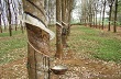Nông dân cao su Đông Nam Á ngừng khai thác mủ do giá giảm