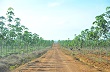 Ươm "vàng" trên vùng đất mới