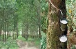 Giá cao su kỳ hạn tại Tokyo ngày 23/3 tăng từ mức thấp nhất 3 tháng