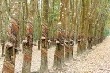 Giá cao su giảm, các nước cắt giảm xuất khẩu riêng Campuchia làm ngược lại