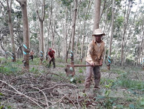 Mủ cao su bất ngờ quay đầu giảm mạnh, thủ phủ Bình Phước trầm lắng
