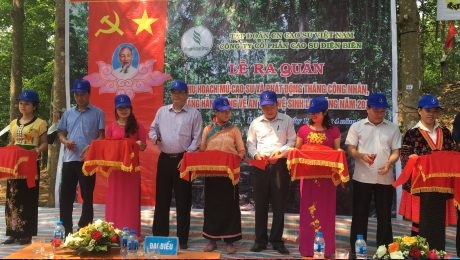 Cao su Điện Biên ra quân khai thác