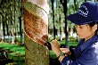 “Để đầu tư cao su ở Lào, phải gõ cửa từng nhà, vận động từng người dân”