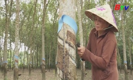 Tăng cường chính sách hỗ trợ thu mua mủ cao su tiểu điền 