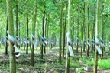 Cứu hay không cứu Hoàng Anh Gia Lai?