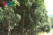 Điện Biên – những tín hiệu vui từ cây cao su