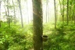 Điểm tin ngành hàng cao su 