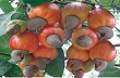 Mô hình trồng xen canh tại các nước