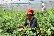 Giúp người dân giảm nghèo bền vững