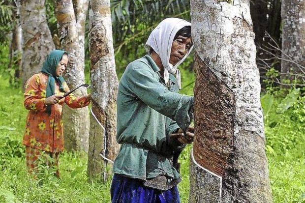 Nguy cơ gián đoạn nguồn cung cao su 