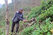 Tiên phong trồng cây cao su ở Tây Bắc