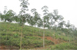 Hà Tĩnh: Sang Lào trồng cao su