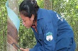 Cao su rớt giá, công nhân bỏ nghề