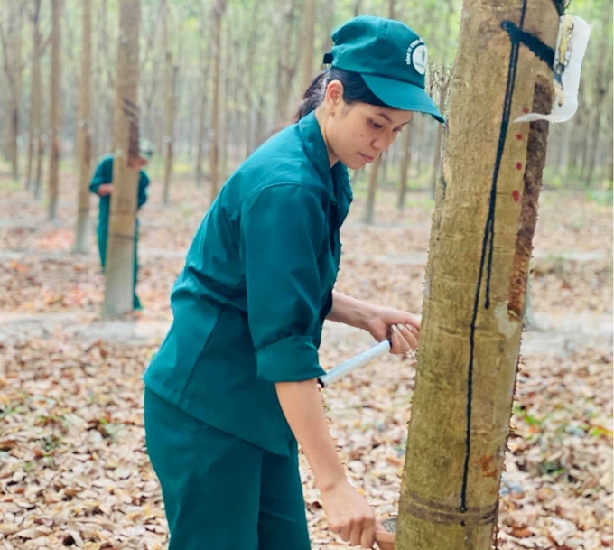 Một chủ trương đúng cho tương lai phát triển ngành cao su