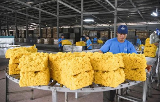 Cao su chưa thoát đà giảm giá, 7 tháng kim ngạch xuất khẩu chỉ đạt 1 tỷ USD 