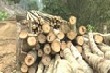 Việt Nam, EU hoàn tất đàm phán hiệp định chống khai thác gỗ trái phép