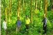 Liên kết trong ngành gỗ - Tăng cơ hội, giảm rủi ro cho phát triển bền vững