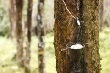 Bóng tối bao trùm thị trường cao su, giá tiếp tục giảm