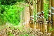 [Giá nông sản ngày 11/4] Giá cao su lại trượt về đáy hơn 4 tháng 