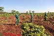 Miễn giảm thuế cho doanh nghiệp cao su: Việc cần làm