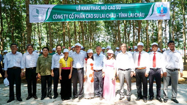 LỄ KHAI THÁC MỦ CTCP CS LAI CHÂU