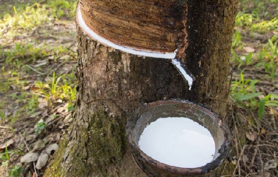 Giá mủ cao su giảm mạnh 
