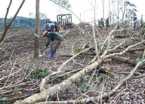 Nông dân Phú Yên bán cây cao su và keo với giá rẻ 