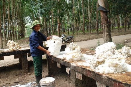 Vườn cây 2 tấn nơi ngã ba biên giới