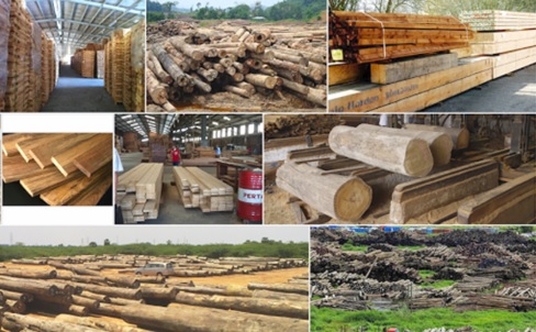 Tương lai của ngành gỗ không chỉ toàn “màu xanh”