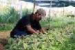 Nông nghiệp hữu cơ gặp khó vì thiếu chứng nhận 
