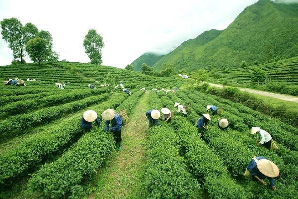 Ngành nông nghiệp đạt nhiều mục tiêu tăng trưởng