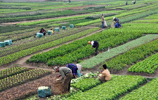 Ngành nông nghiệp tăng trưởng thần kỳ nhất trong 50 quý 