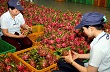 Liên kết tiêu thụ nông sản: Mạnh ai nấy làm ?