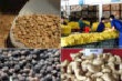 Tình hình sản xuất – xuất khẩu các nông sản chủ lực của Việt Nam đến tháng 5/2017 và dự báo
