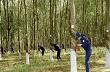 Cao su Phước Hòa có thể lãi ròng 190 tỷ đồng năm 2015