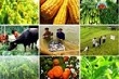Phí thẩm định kinh doanh có điều kiện lĩnh vực nông nghiệp