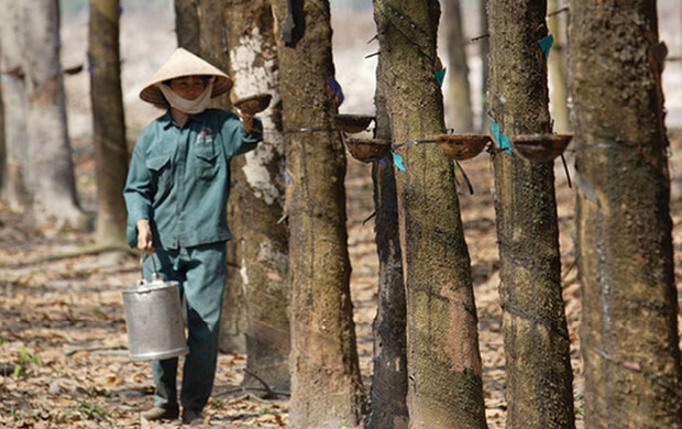 Cao su Hòa Bình dự kiến lợi nhuận quý IV tăng trên 60% 