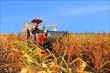 Doanh nghiệp đầu tư vào nông nghiệp “vướng” rào cản đất đai