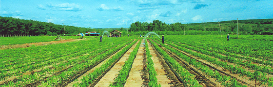 Giống cây con  