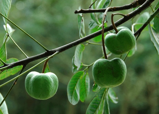Cao su là một trong những mặt hàng xuất khẩu được ưu tiên nâng cao năng lực cạnh tranh