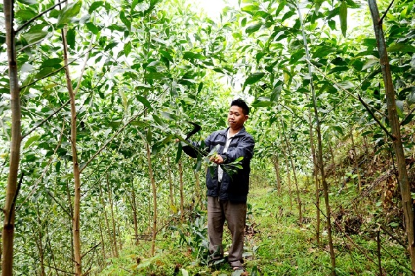 Muốn làm giàu, trồng rừng gỗ lớn