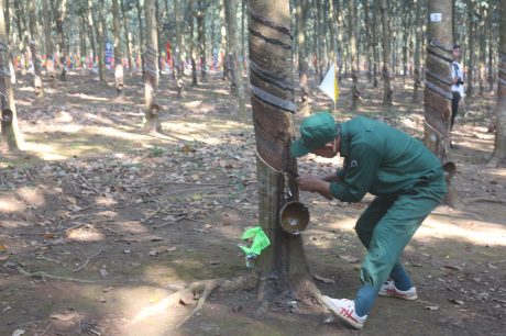 Nông trường Sông Giêng giải nhất thi thợ giỏi Cao su Bình Thuận