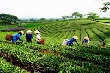 Tiếp tục sắp xếp, đổi mới công ty nông, lâm nghiệp