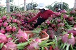 Tái cơ cấu nông nghiệp: Doanh nghiệp cần “chung thuyền” với nông dân