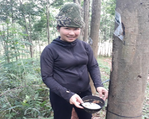 “Vàng trắng” cho thu hoạch trên đất Tây Bắc, nông dân hết hoài nghi