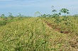 Xen canh trên đất trồng cao su ở Bằng Lang 