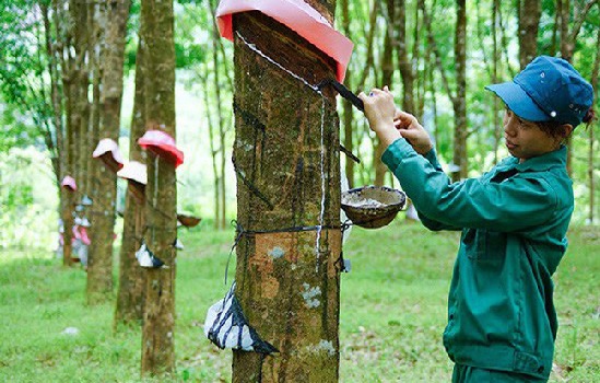 Sản lượng cao su thế giới 2018 có thể tăng 5,2% 
